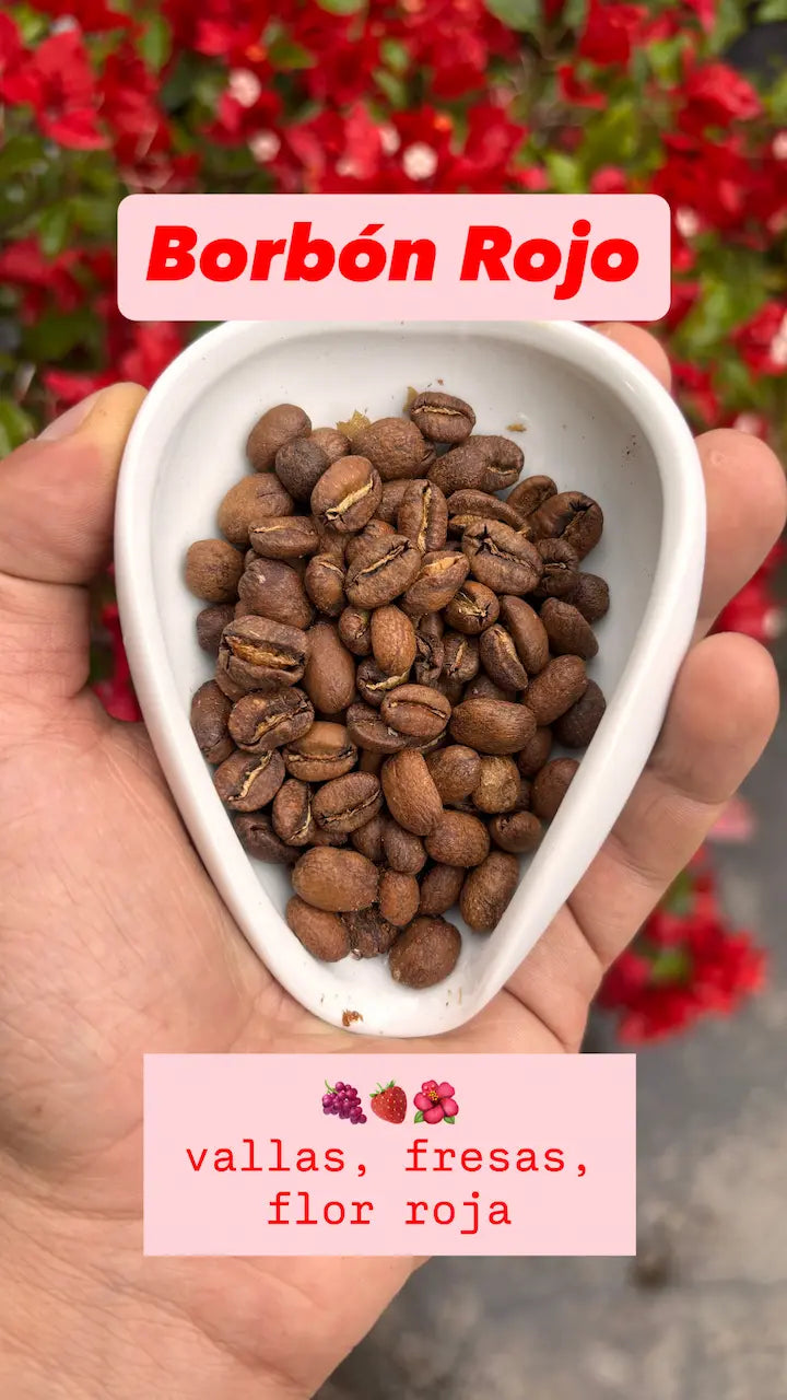 Combo Variedades Café Sur Huila