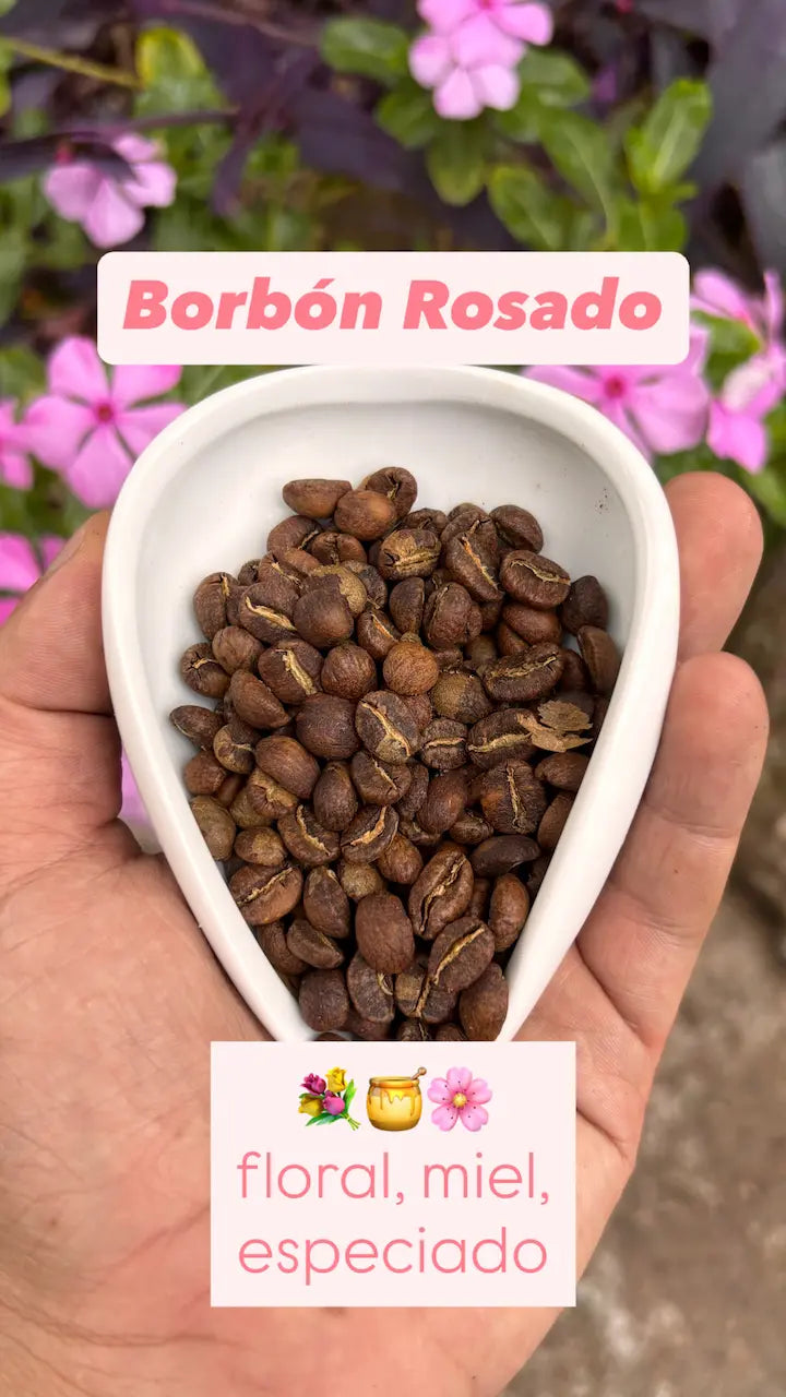 Combo Variedades Café Sur Huila