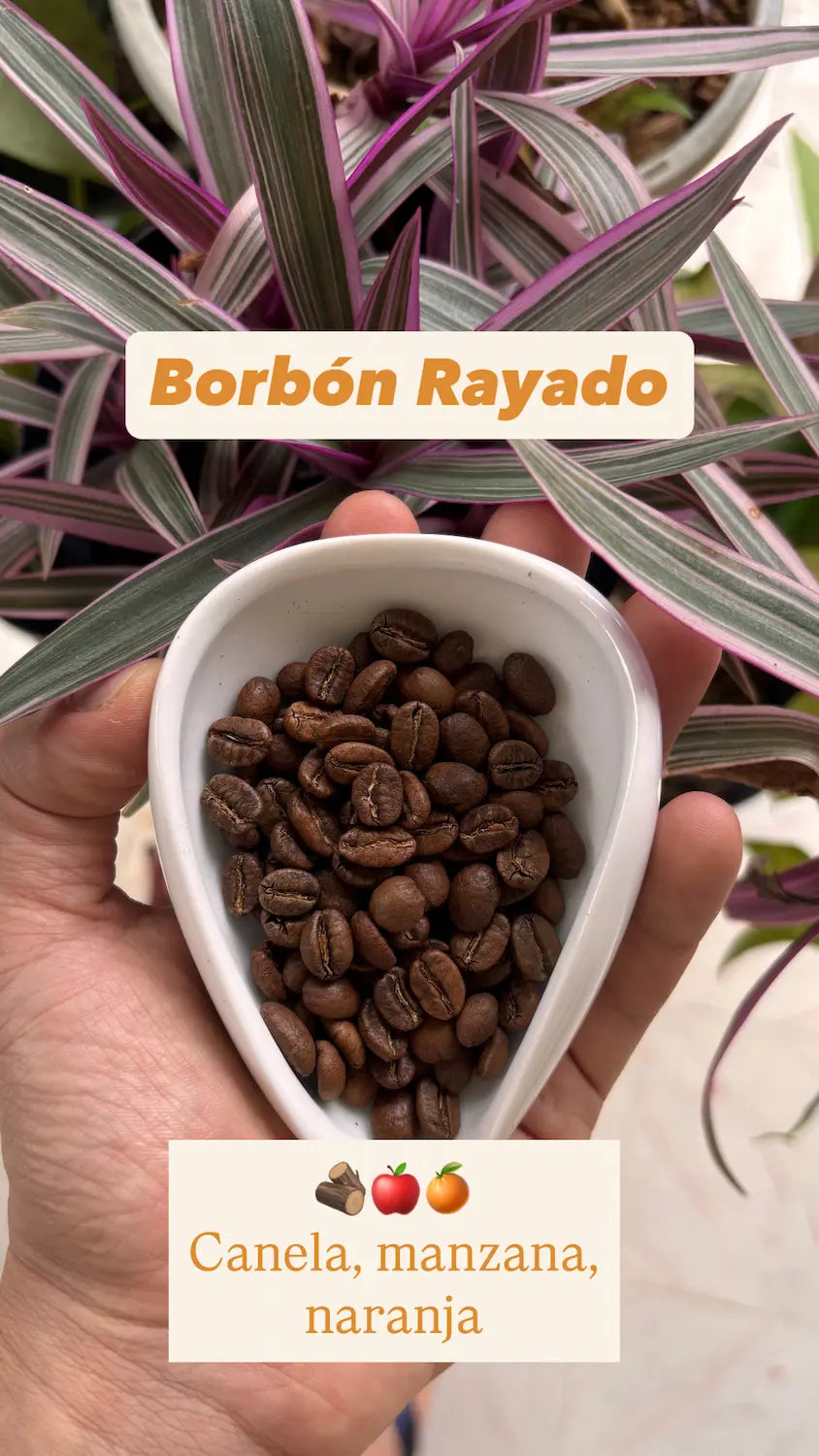Borbón Rayado