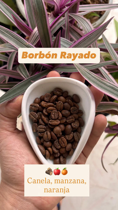 Borbón Rayado