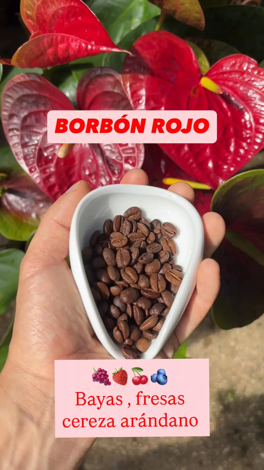 Borbón Rojo