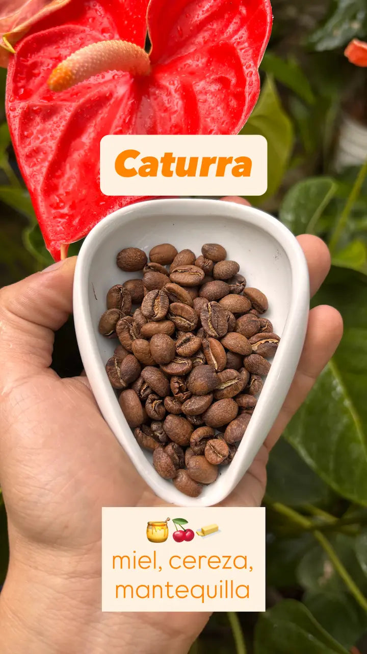 Combo Variedades Café Sur Huila