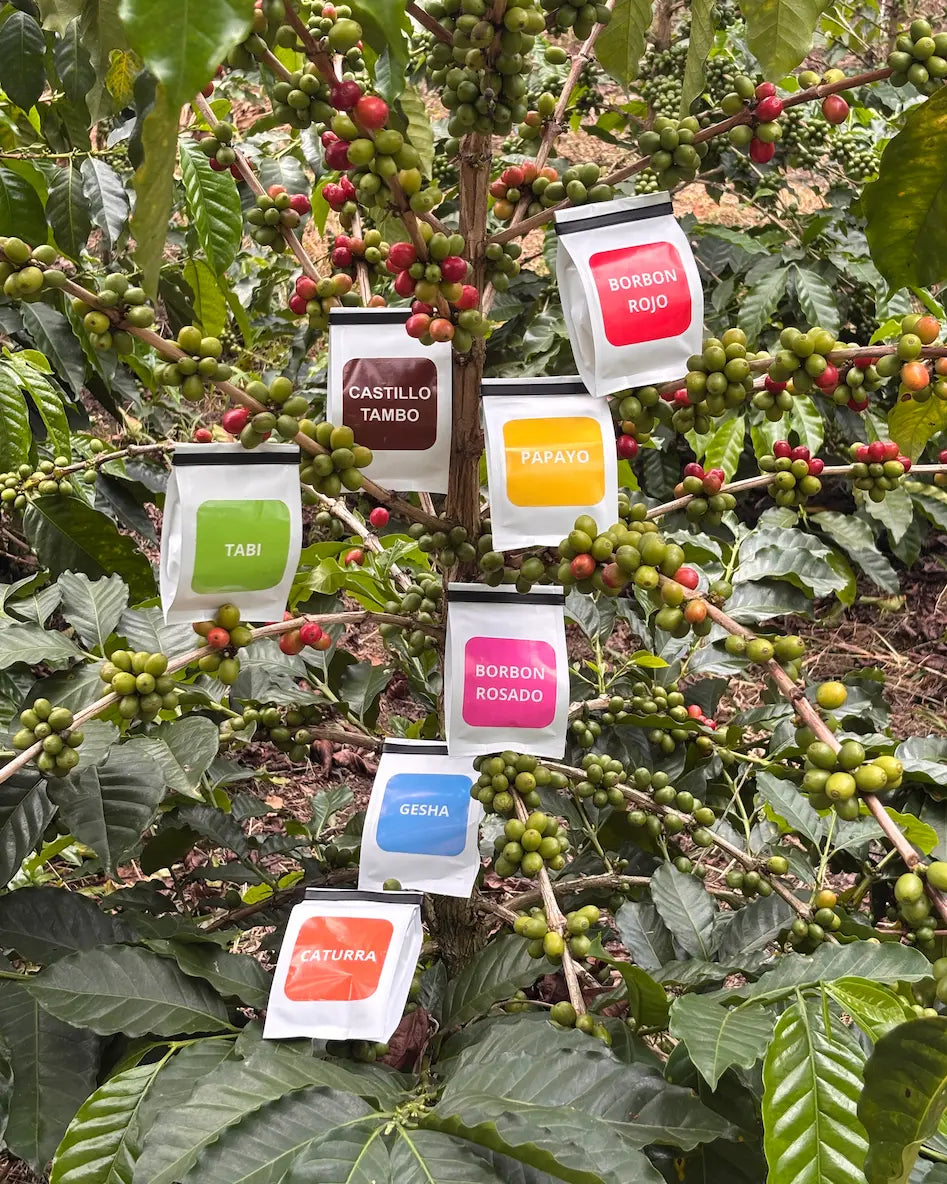 Combo Variedades Café Sur Huila