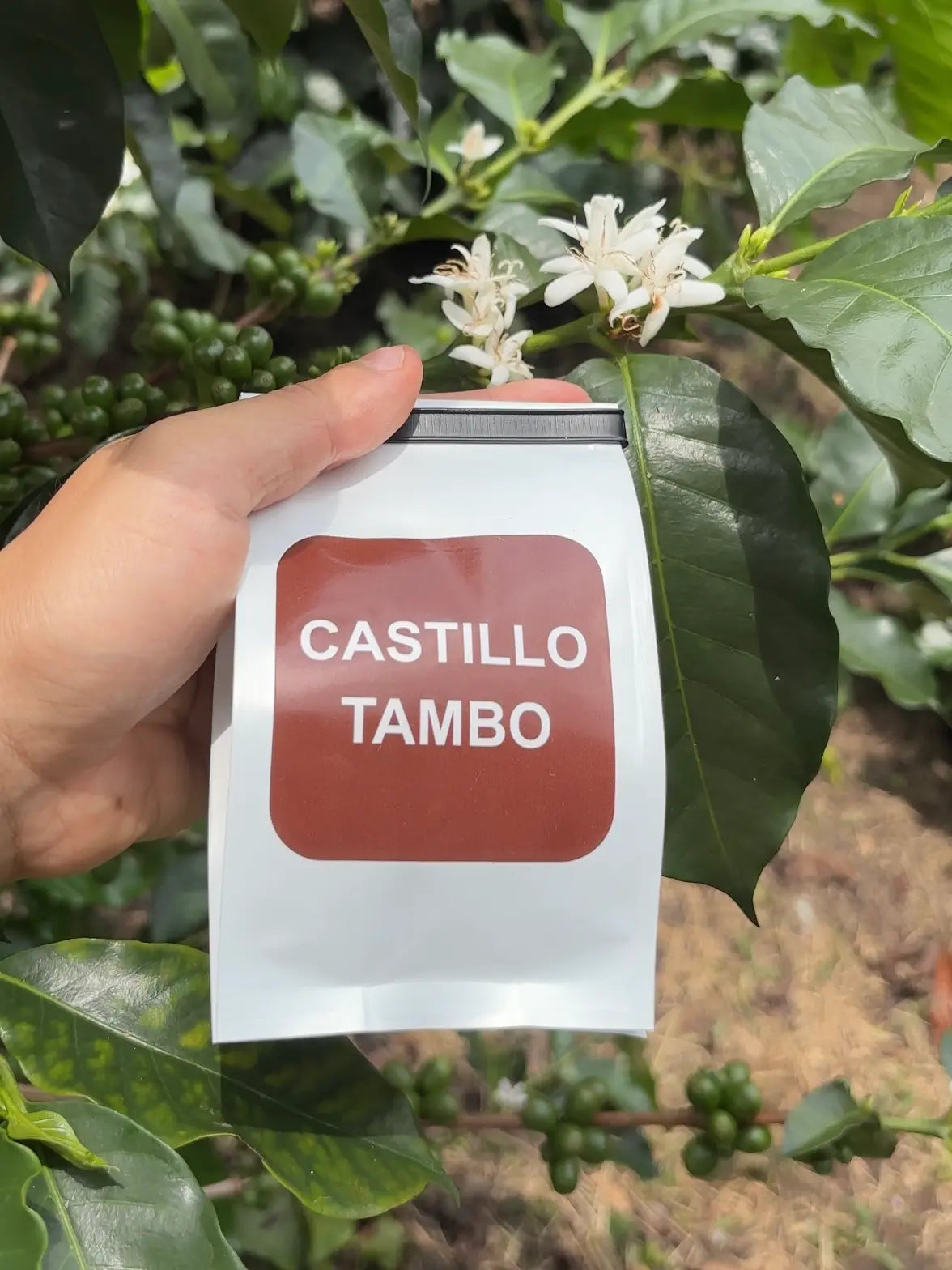 Evaristo's Castillo Tambo
