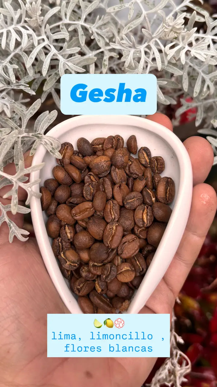 Combo Variedades Café Sur Huila