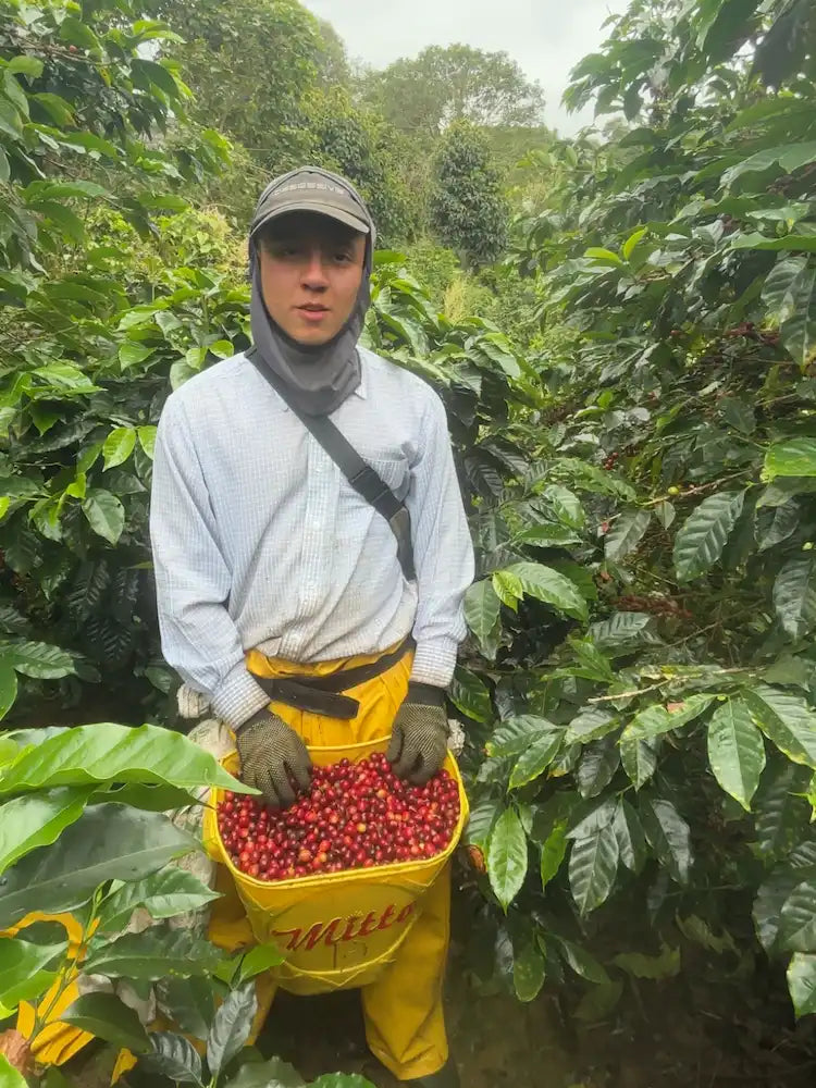 Deiro's Borbón Rosado