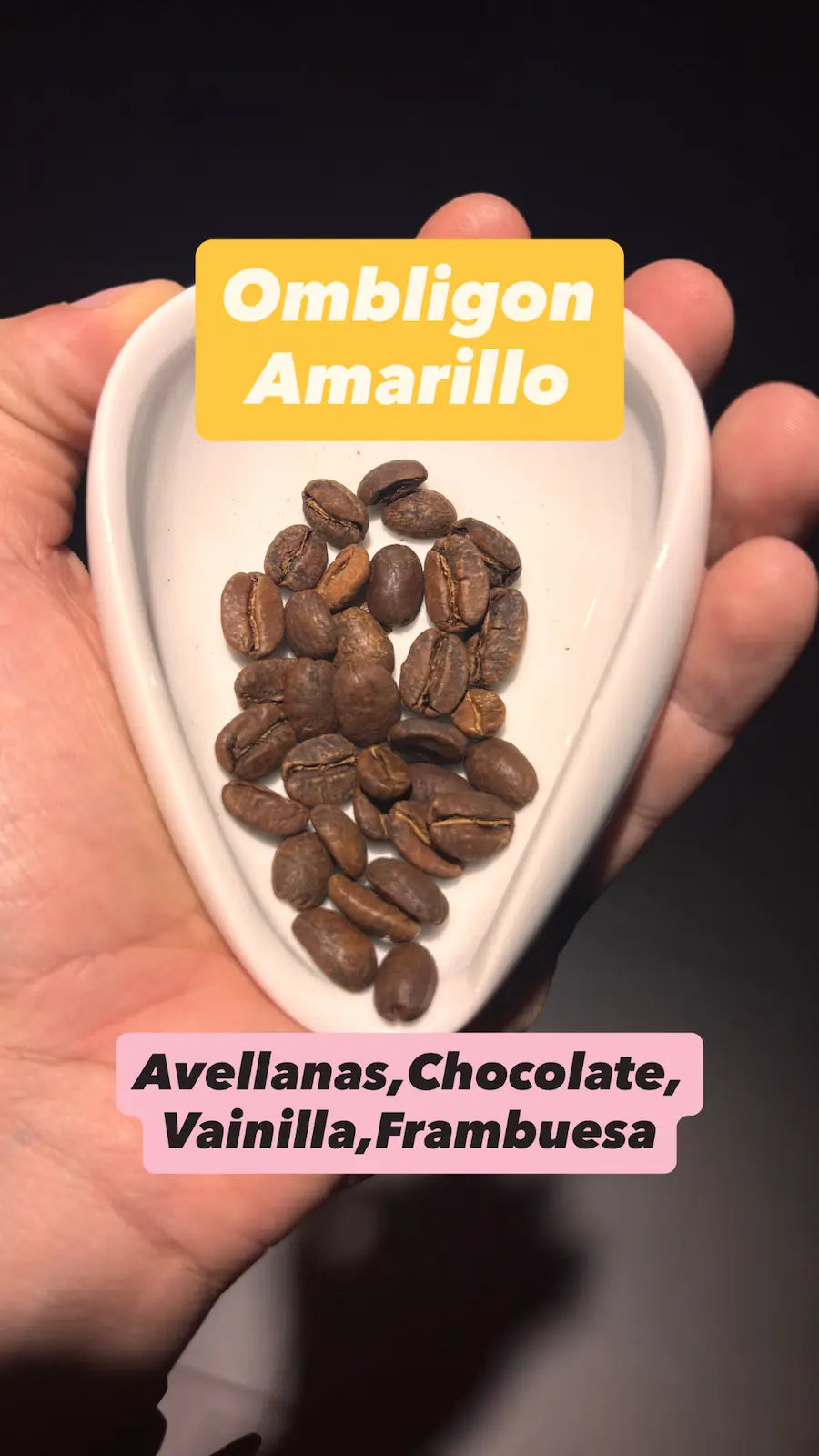 Ombligón Amarillon