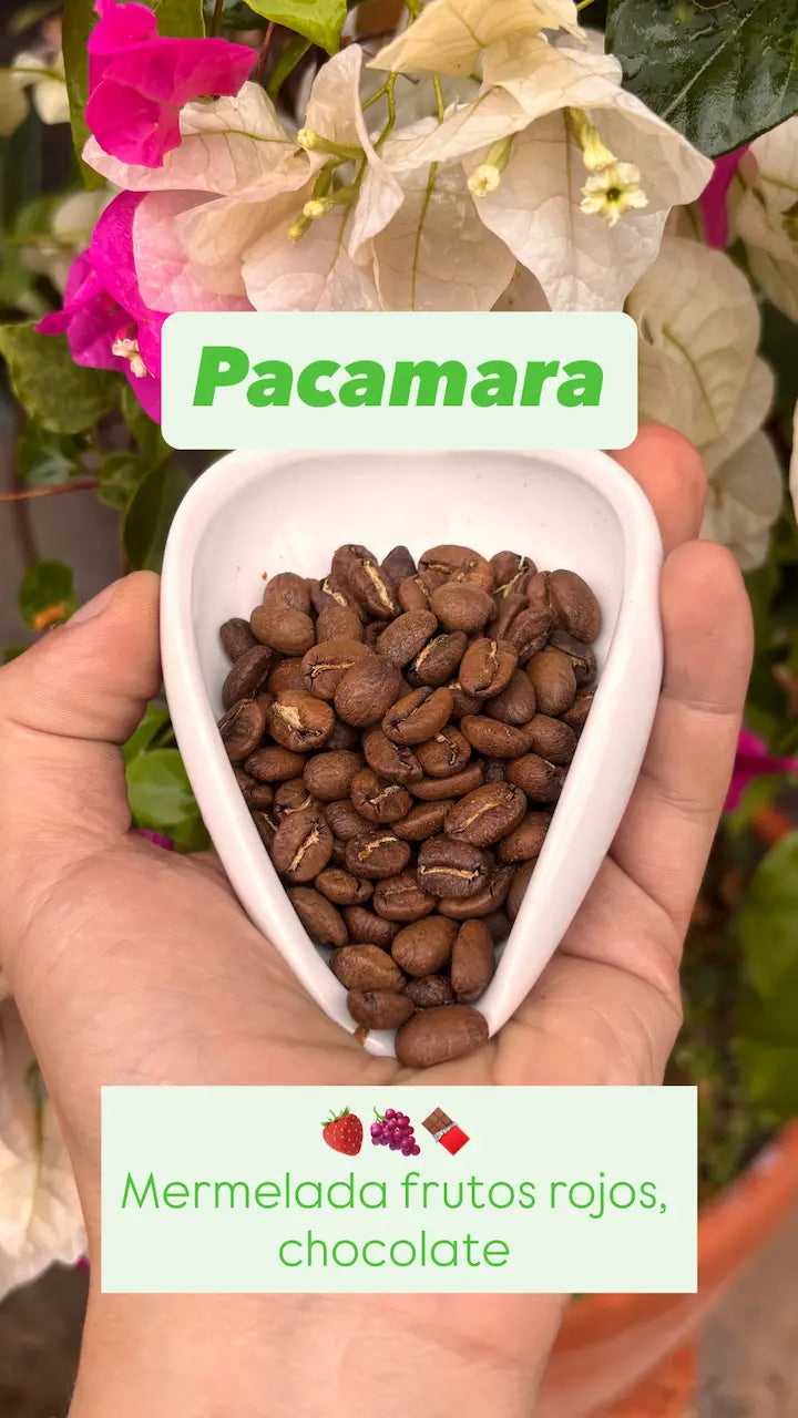 Combo Variedades Café Sur Huila