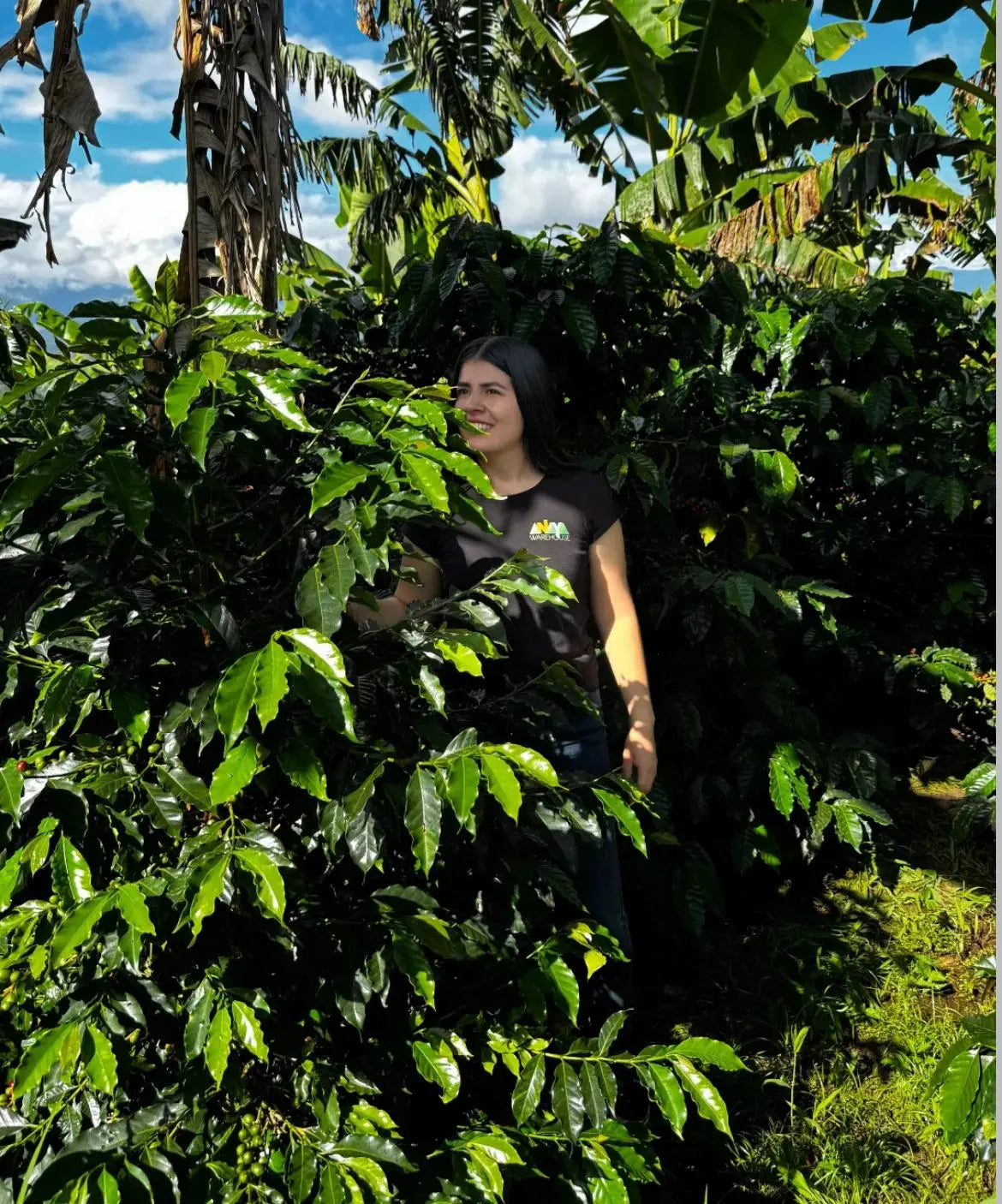Sofia's Pacamara