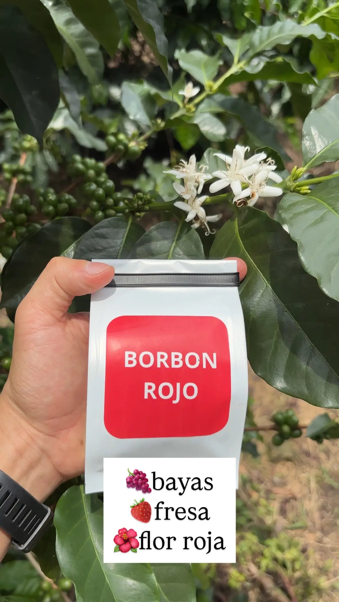 Combo 7 Variedades Café Sur Huila