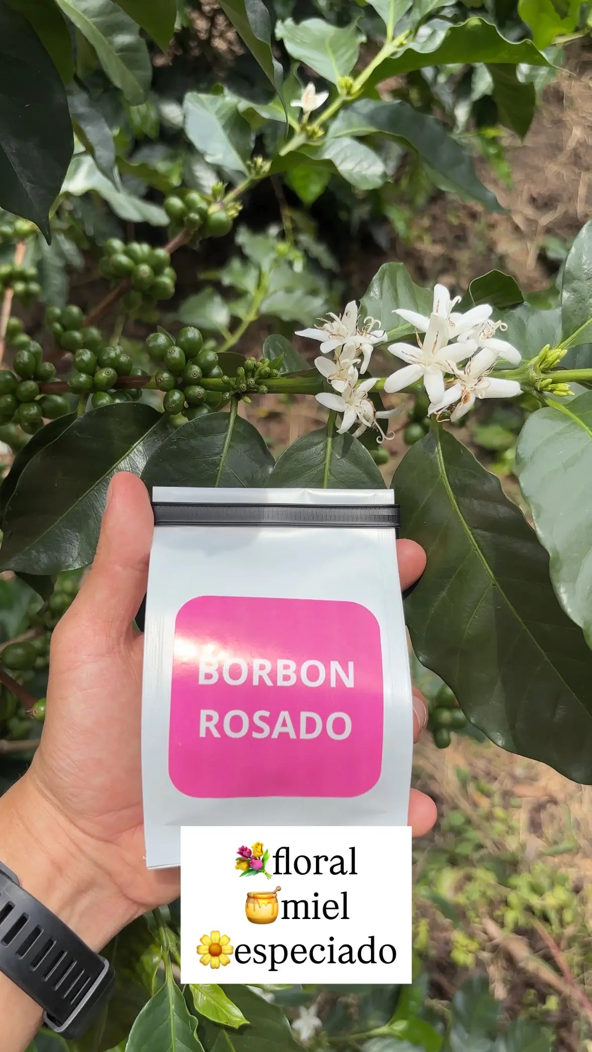 Combo 7 Variedades Café Sur Huila