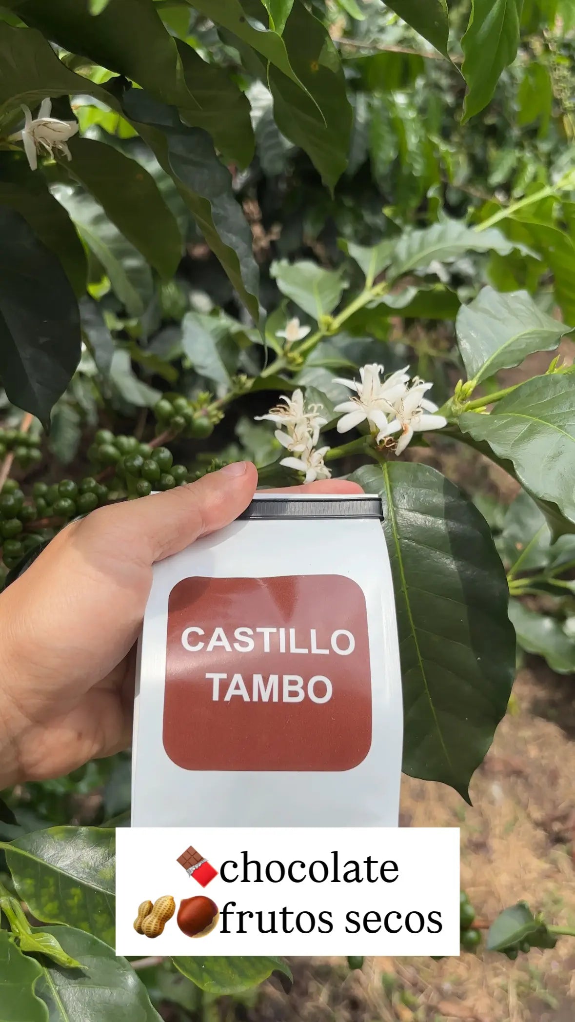 Combo 7 Variedades Café Sur Huila