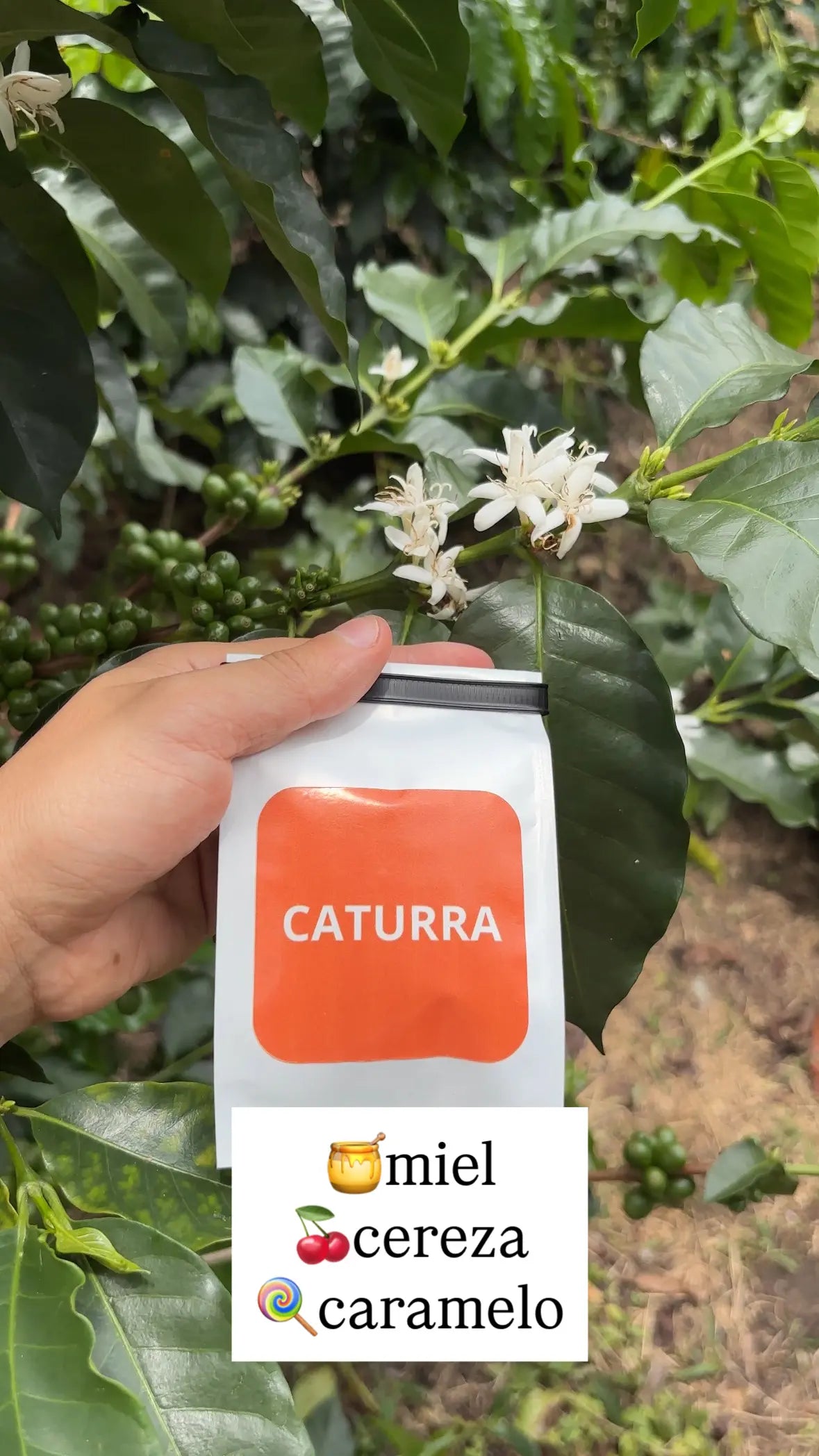 Combo 7 Variedades Café Sur Huila