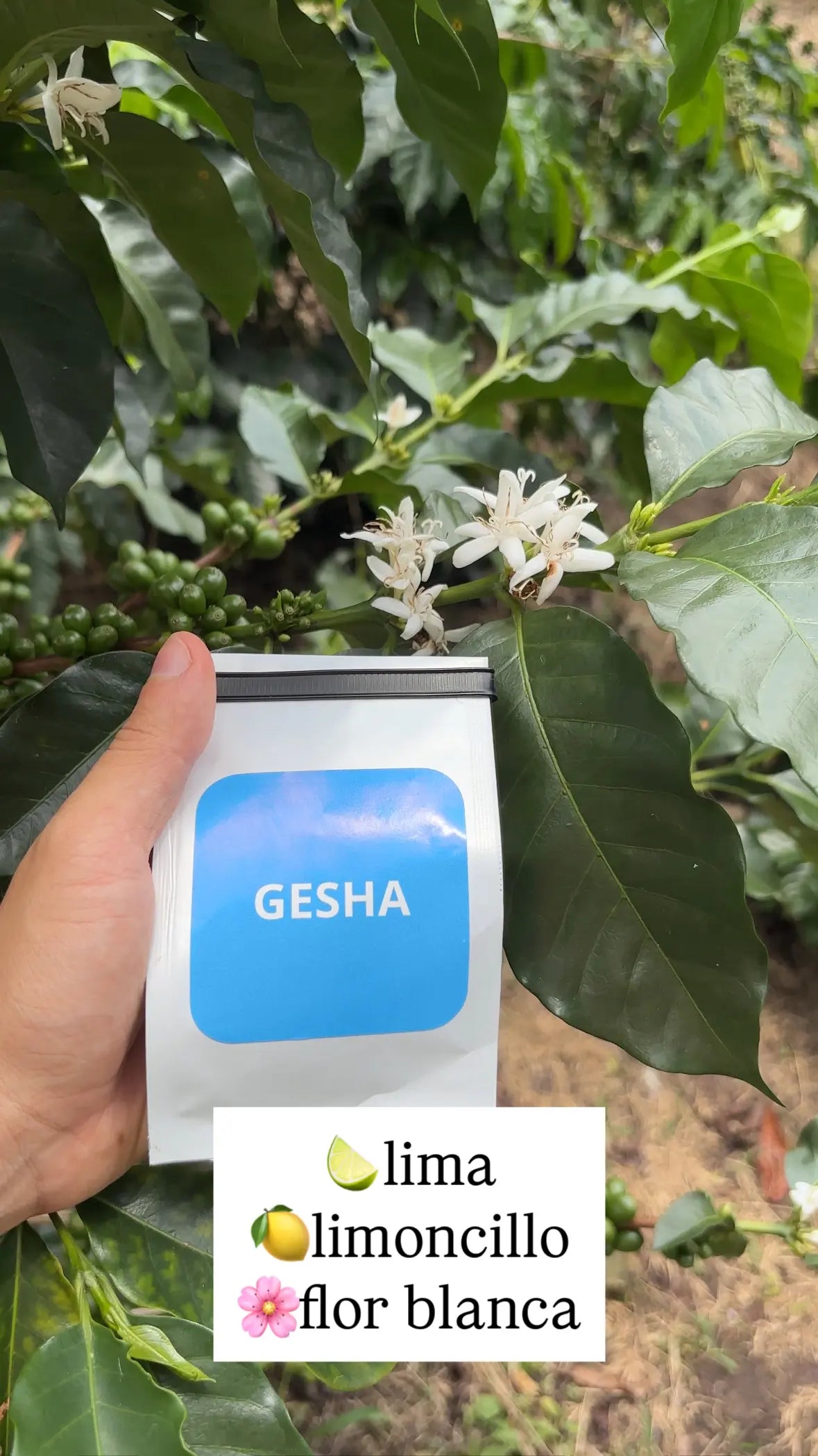 Combo 7 Variedades Café Sur Huila