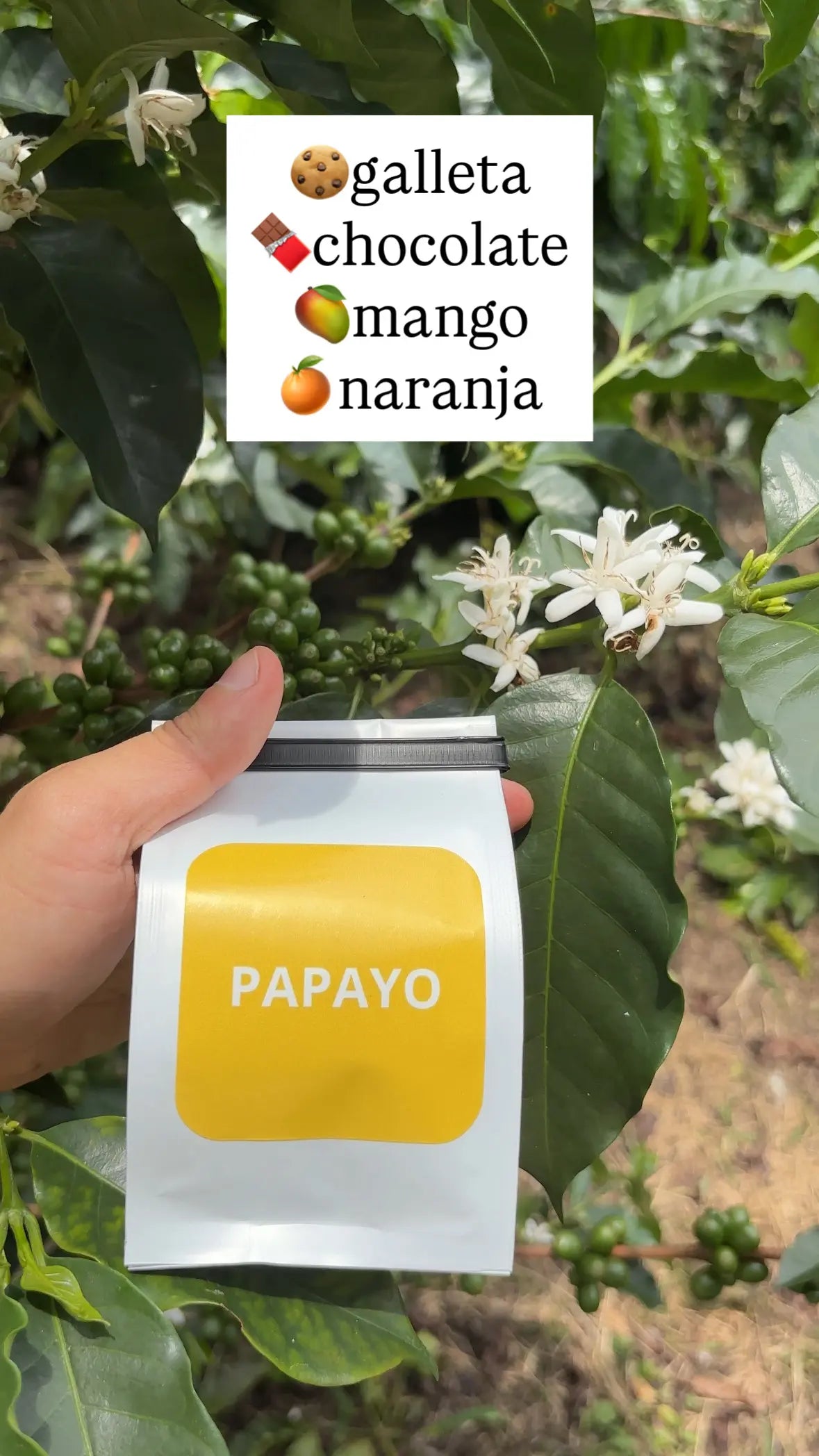 Combo 7 Variedades Café Sur Huila