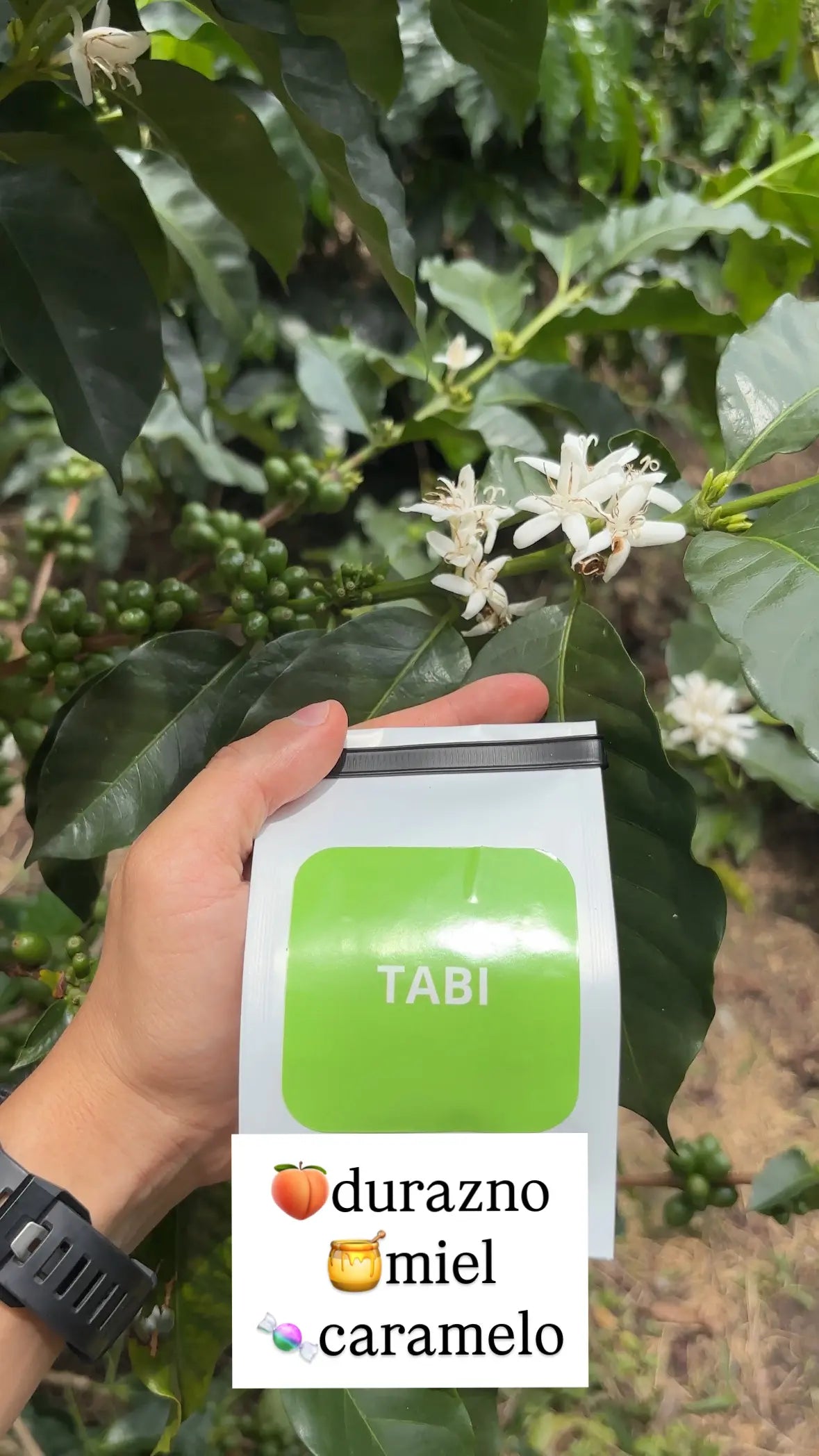 Combo 7 Variedades Café Sur Huila